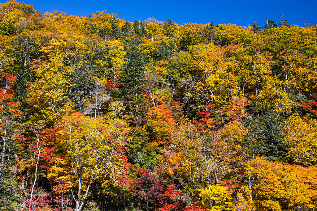 支笏湖国道453号線沿いの紅葉