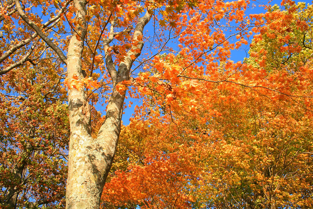 支笏湖の紅葉