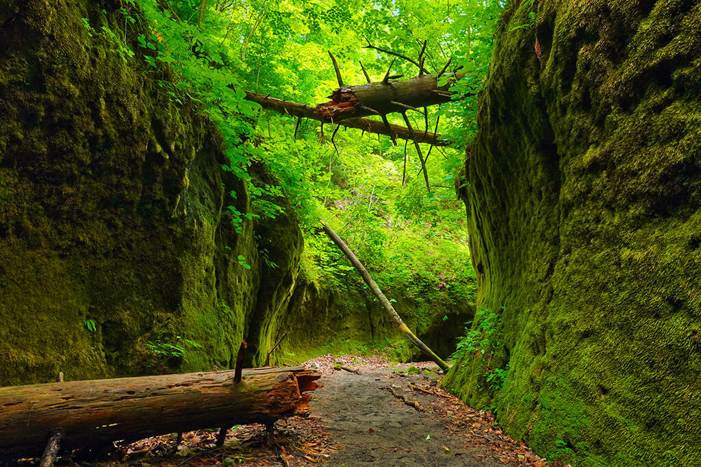 まるでジブリの世界観と人気の支笏湖の苔の回廊