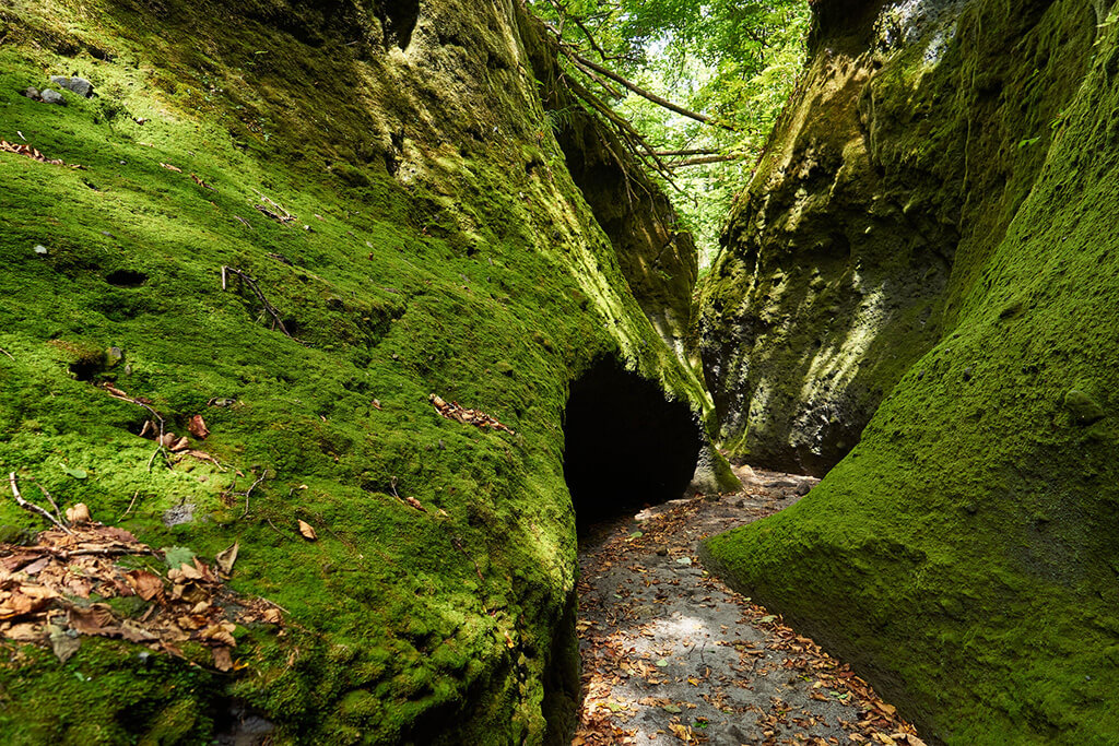 まるでジブリの世界観と人気の支笏湖の苔の回廊2