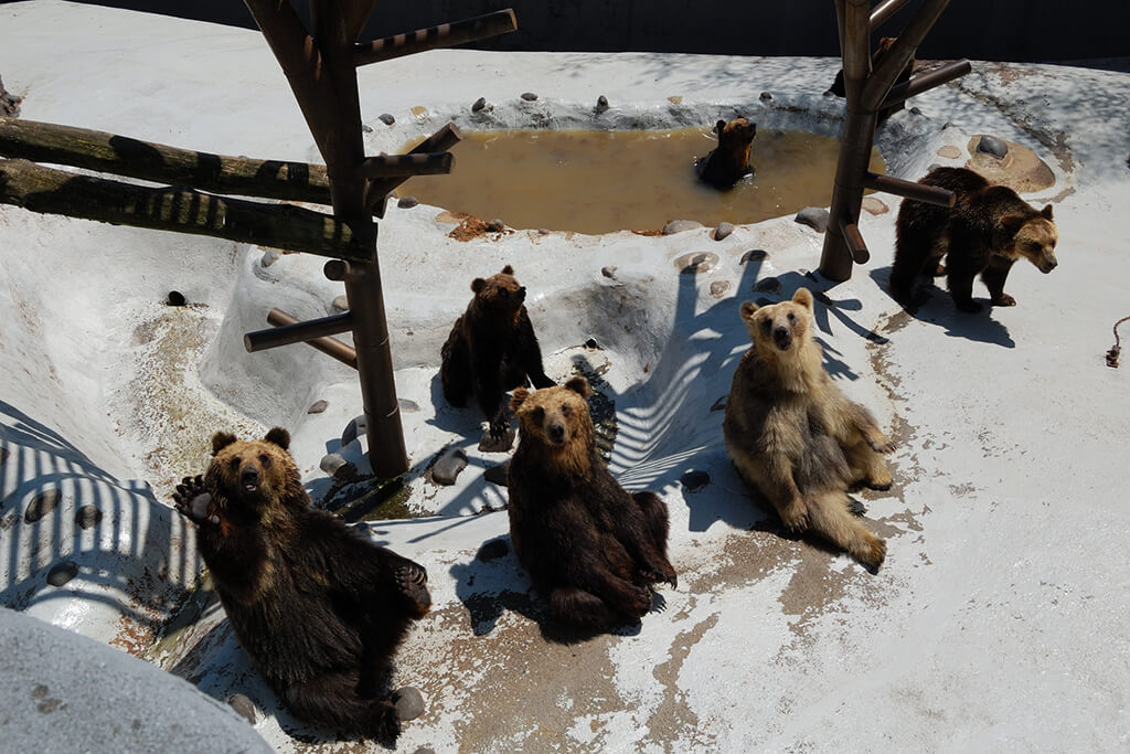 のぼりべつクマ牧場