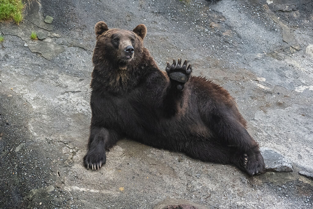のぼりべつクマ牧場でエアをねだるヒグマ