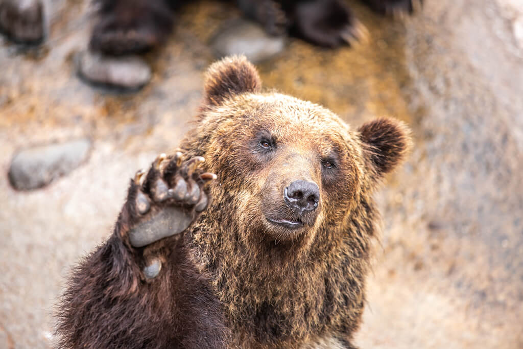 のぼりべつクマ牧場の手を振るヒグマ