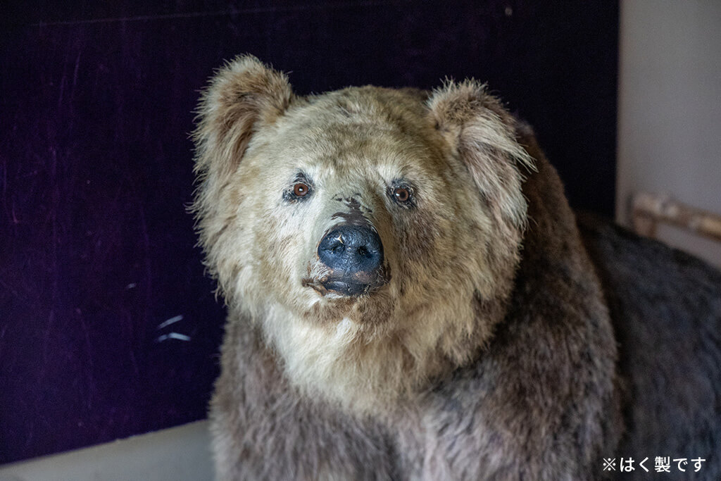 のぼりべつクマ牧場の剥製