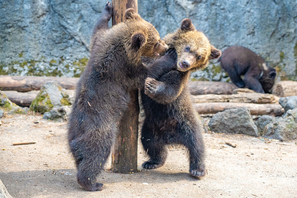 のぼりべつクマ牧場ってどんなところ？アクセスや料金、見どころを