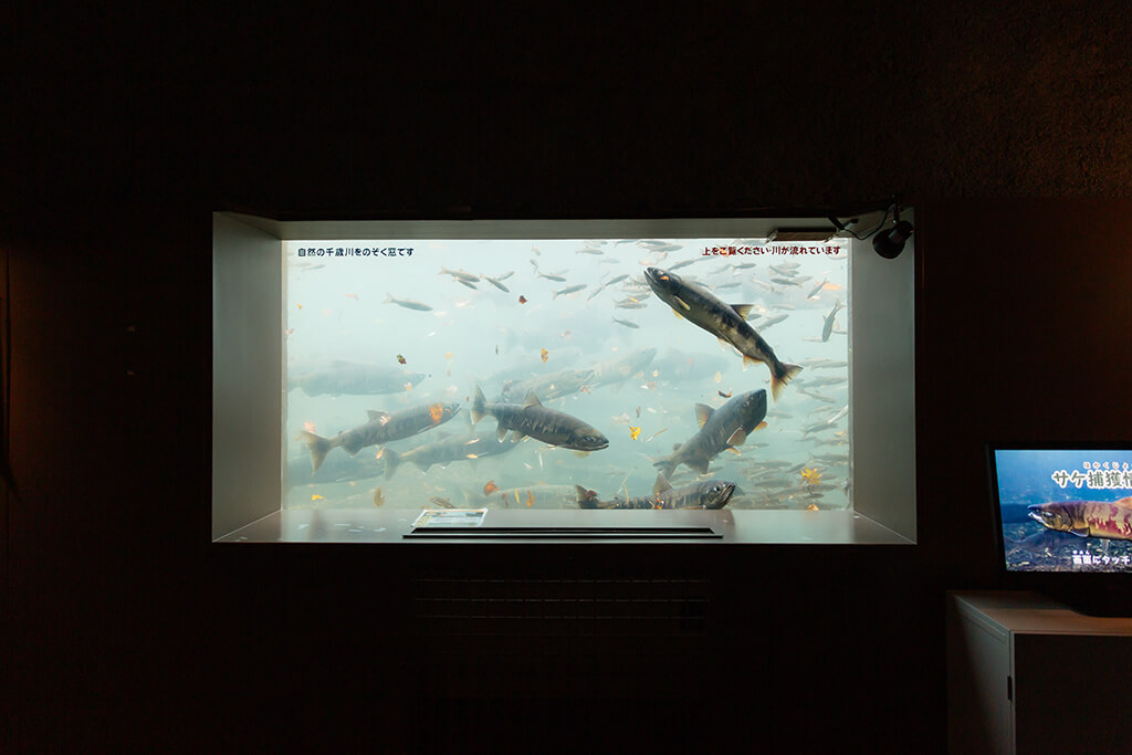 サケのふるさと千歳水族館の水中観察ゾーン
