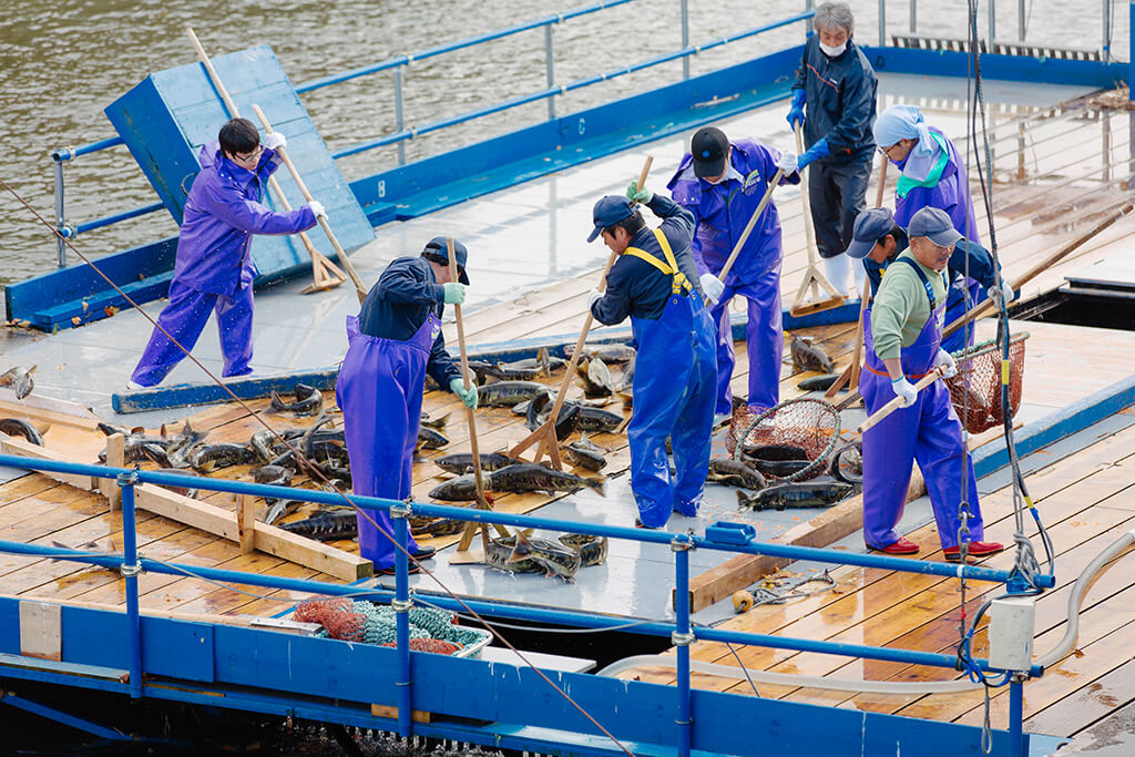 サケのふるさと千歳水族館に隣接するインディアン水車でサケの遡上を捕獲する様子