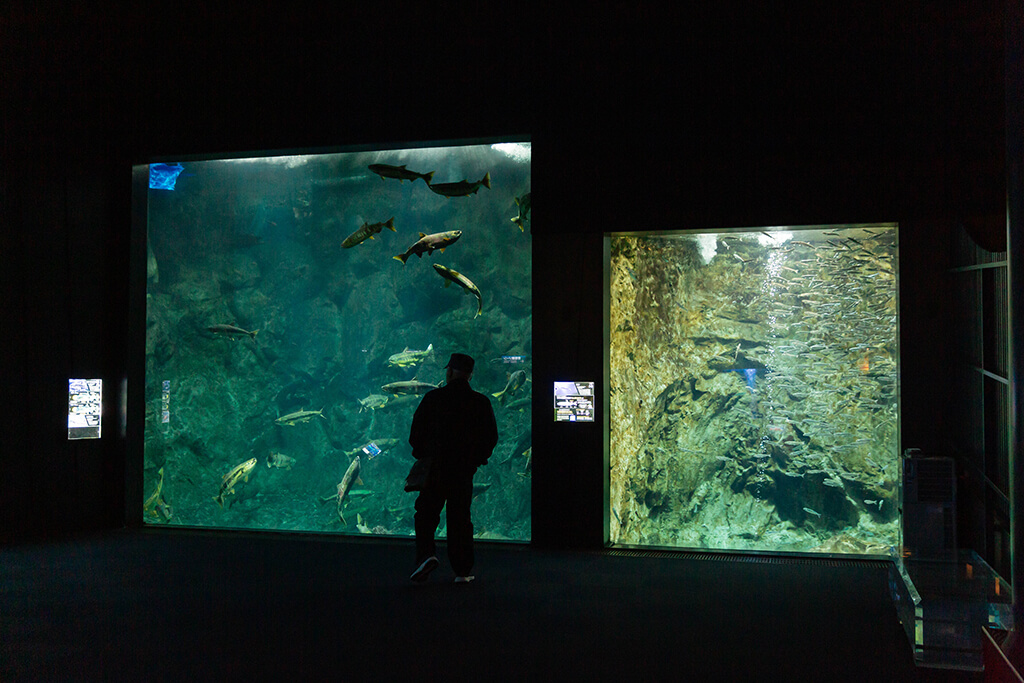 サケのふるさと千歳水族館の中水槽