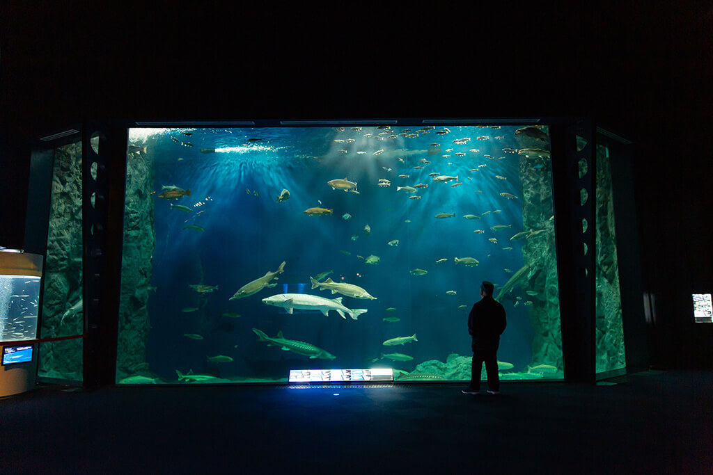 サケのふるさと千歳水族館の淡水大水槽