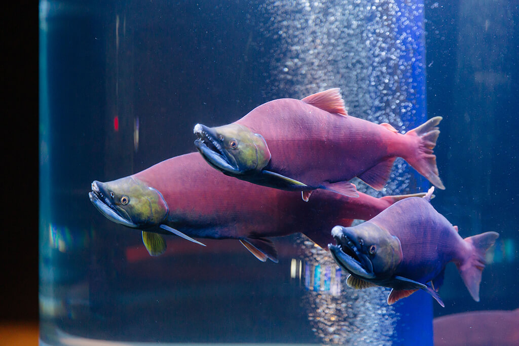 サケのふるさと千歳水族館のベニザケ展示