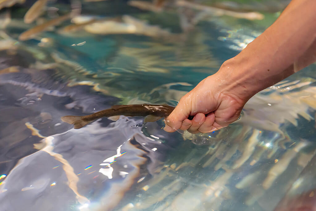 サケのふるさと千歳水族館の体験ゾーンのチョウザメキャッチ