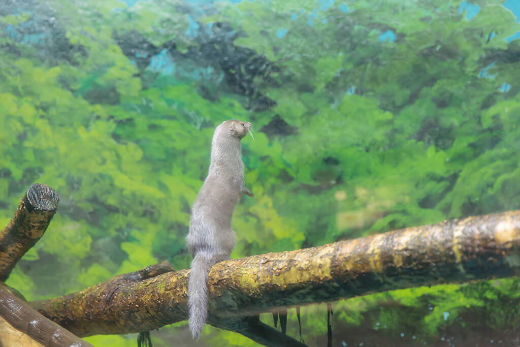 サケのふるさと千歳水族館の水辺の生き物ゾーンにいるミンク