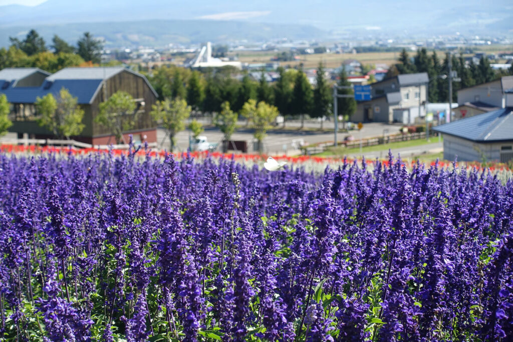 北星山ラベンダー園の里