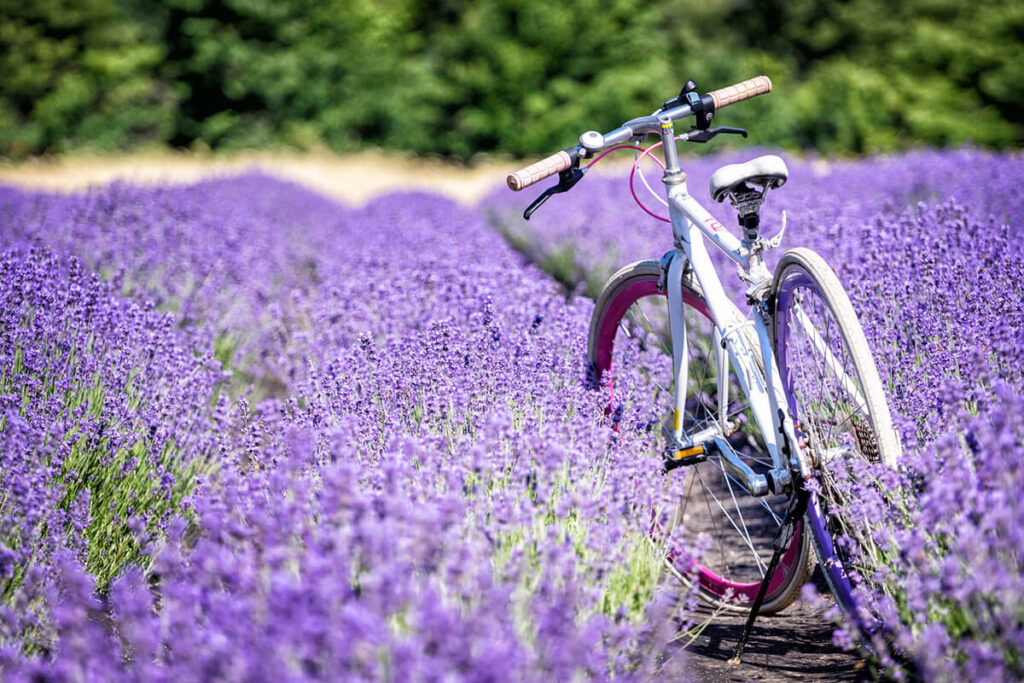 レンタサイクルでラベンダー畑巡り